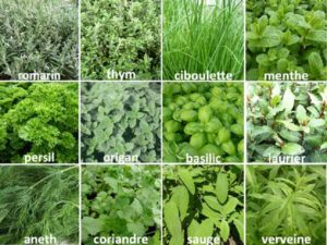 herbes aromatiques - copyright jardiland