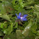 salade herbes aromatiques 