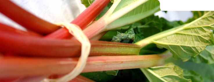 Le produit du mois de mai : La rhubarbe